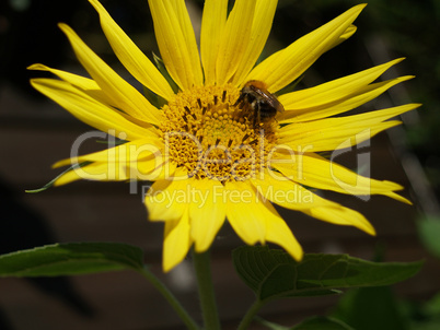 hummel auf sonnenblume