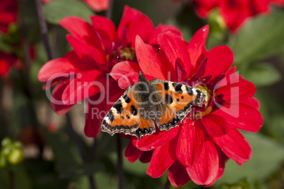 Schmetterling geniest die Abendsonne