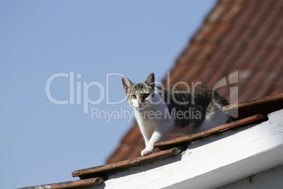 Katze auf einem Dach