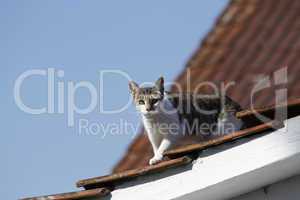 Katze auf einem Dach