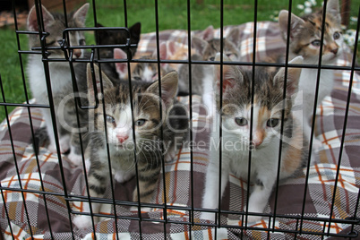 Katzenbabys in einerm Käfig