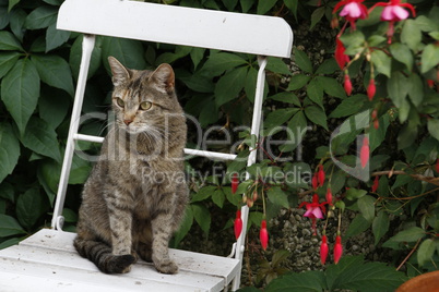 Hauskatze auf einem Gartenstuhl