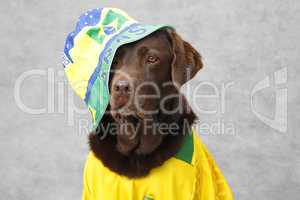 Labrador im Fussballtrikot von Brasilien