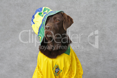 Labrador im Fussballtrikot von Brasilien