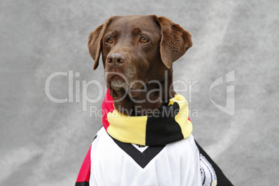 Labrador im deutschen Fußballtrikot
