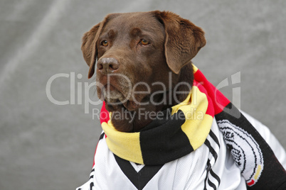 Labrador im deutschen Fußballtrikot