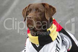 Labrador im deutschen Fußballtrikot