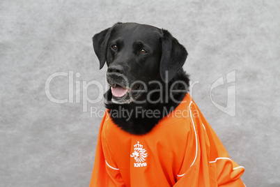 Labrador im Fussballtrikot (Niederlande)