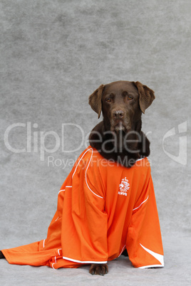 Labrador im Fussballtrikot (Niederlande)