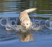 Labrador