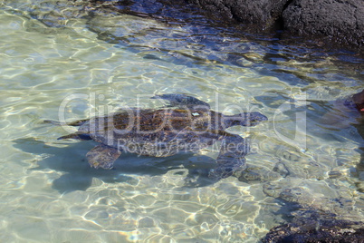 wasserschildkröte beim schwimmen im klaren meereswasser