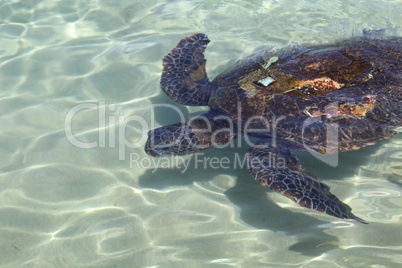 wasserschildkröte beim schwimmen im klaren meerwasser mit sender auf dem rücken