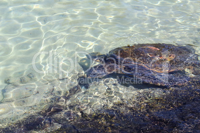 Wasserschildkröte beim Schwimmen auf einem Felsen