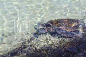 Wasserschildkröte beim Schwimmen auf einem Felsen