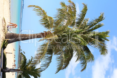 frau unter palme mit blauem meer und blauen himmel im hintergrund