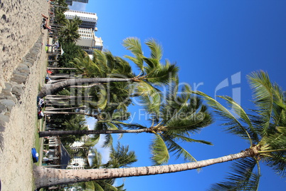 Palmen beim Waikiki Beach Sandstrand mit Hotels im Hintergrund