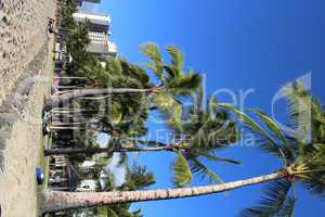Palmen beim Waikiki Beach Sandstrand mit Hotels im Hintergrund