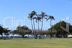 Grasfläche mit Palmen und Bäumen im Hintergrund
