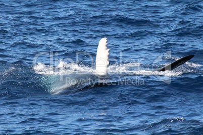 Wal schwimmt an der Wasseroberfläche mit dem Bauch nach oben