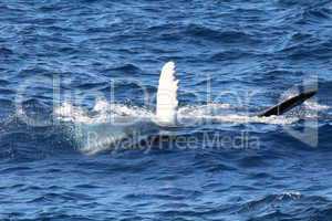 Wal schwimmt an der Wasseroberfläche mit dem Bauch nach oben