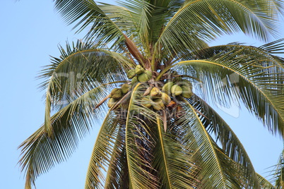 Kokosnuss auf Palme mit schönem blauen Himmel im Hintergrund