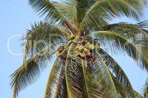 Kokosnuss auf Palme mit schönem blauen Himmel im Hintergrund