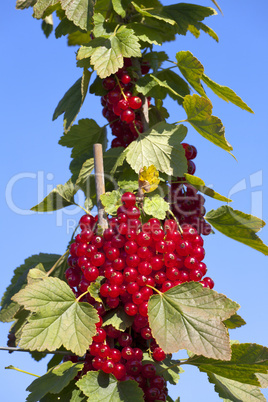 Johannisbeeren vor blauem Himmel