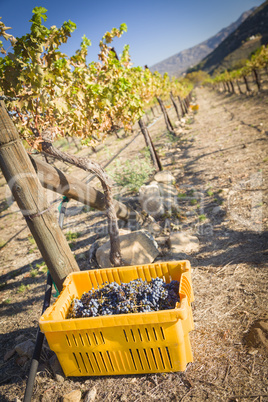 Wine Grapes In Harvest Bins One Fall Morning
