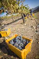 Workers Harvest Ripe Red Wine Grapes Into Bins