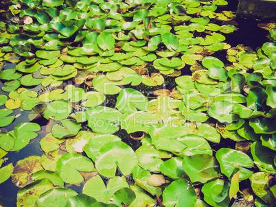 retro look water lily nimphaea