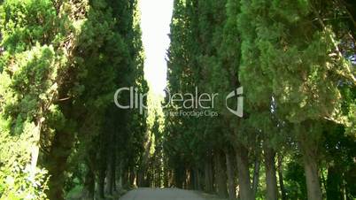 cypress alley