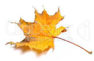 autumn yellowed maple leaf