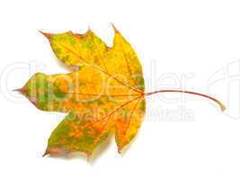 dry autumn maple-leaf
