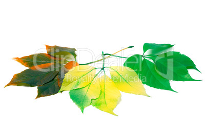 three leafs of different seasons isolated on white background
