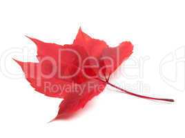 red autumn virginia creeper leaf