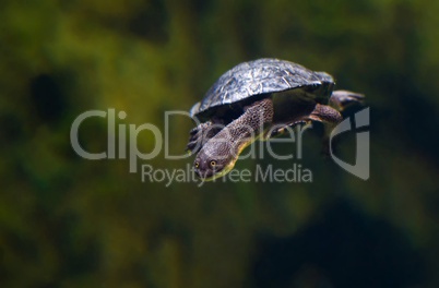 Schildkröte Unterwasser streckt den Kopf aus dem Panzer