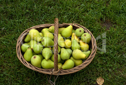 Pears.