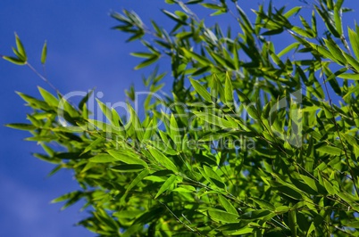 Bambuspflanze vor blauen Himmel