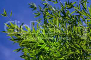 Bambuspflanze vor blauen Himmel