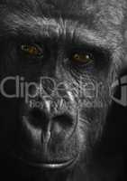 Gorilla blickt uns an mit braunen Augen