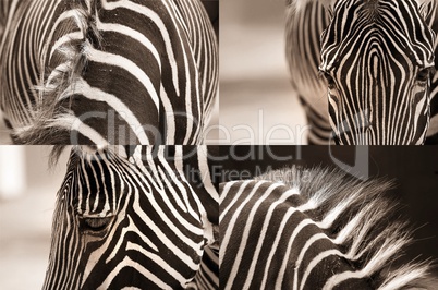 zebra collage in sepia