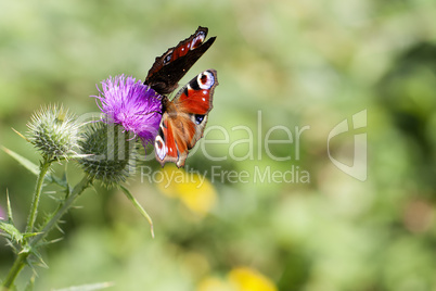 Tagpfauenauge - Inachis io - Distel