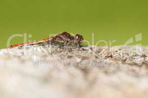 Große Heidelibelle - Sympetrum striolatum