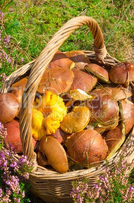 korb mit pilze