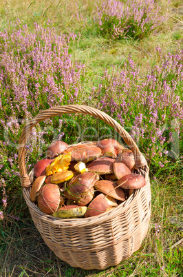 korb mit pilze