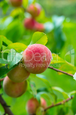 the peach, prunus persica,