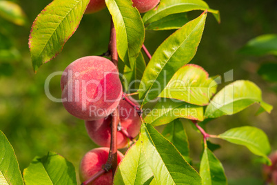 the peach, prunus persica,