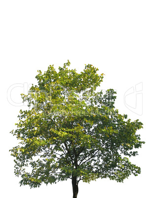 tree  isolated on white