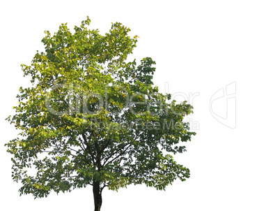 tree  isolated on white