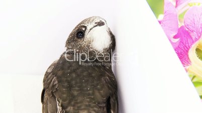 young common swift